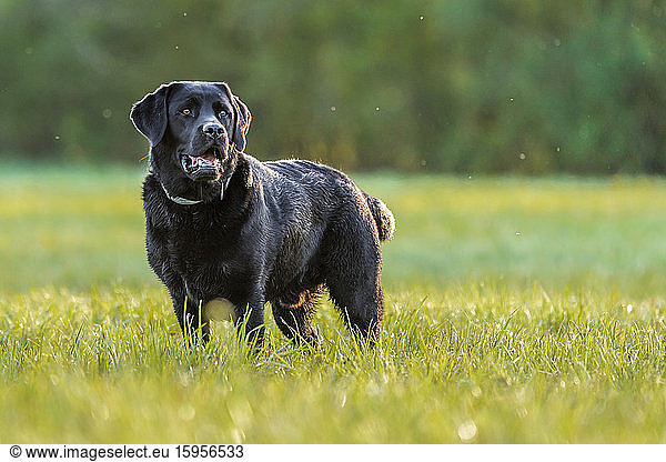 Schwarzer Labrador Retriever auf Wiese