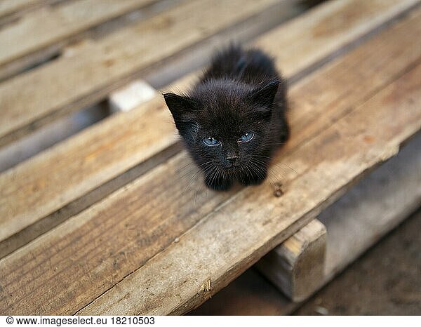 Schwarzes Katzenbaby mit blauen Augen  Blickkontakt  Streuner sitzt ängstlich auf einer Holzpalette  Marokko  Afrika