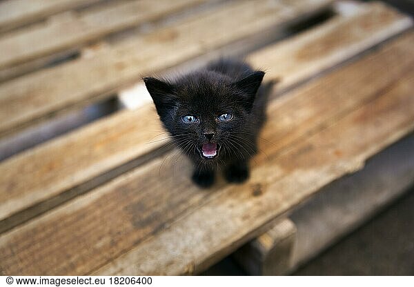 Schwarzes Katzenbaby mit blauen Augen  Blickkontakt  Streuner sitzt ängstlich auf einer Holzpalette und miaut  Marokko  Afrika