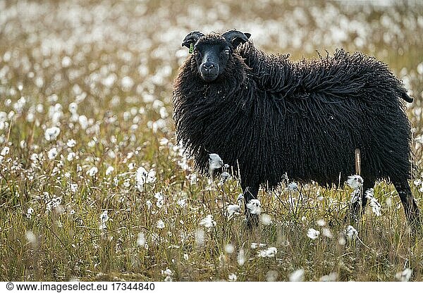 Schwarzes Schaf (Ovis aries) Wollgras  Landmannalaugar  isländisches Hochland  Island  Europa