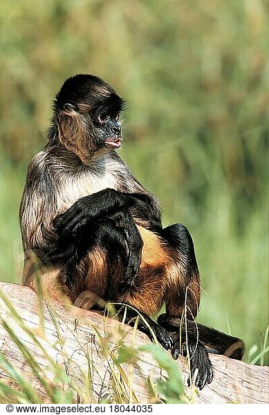 Schwarzhand-Klammeraffe  Geoffroy-Klammeraffe (Ateles geoffroyi) (Tiere) (außen) (outdoor) (Baumstamm) (tree trunk) (south america) (sitzen) (sitting) (adult) (Säugetiere) (mammal) (Affen) (Primaten) (Kapuzinerartige)