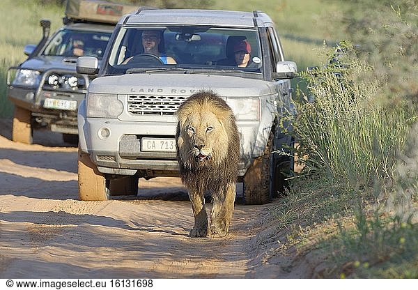 Schwarzmähnenlöwe (Panthera leo melanochaita)  altes Männchen mit verletztem Maul  geht einen Feldweg entlang  gefolgt von Autos mit Passagieren  Kgalagadi Transfrontier Park  Nordkap  Südafrika  Afrika.