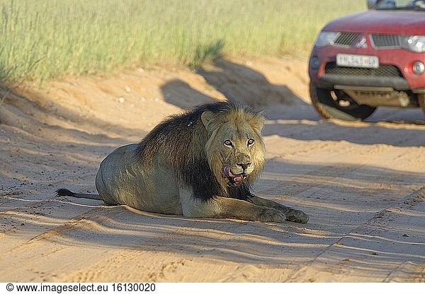 Schwarzmähnenlöwe (Panthera leo melanochaita)  altes Männchen mit verletztem Maul  ruhend im Schatten  auf einer unbefestigten Straße  Kgalagadi Transfrontier Park  Nordkap  Südafrika  Afrika.