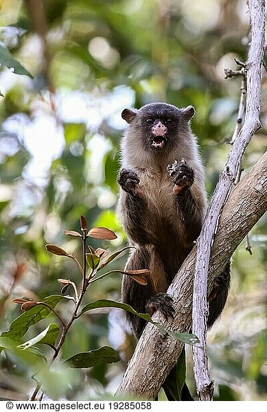 Schwarzschwanzseidenäffchen beim Fressen in einem Baum  Pantanal  Brasilien  Südamerika