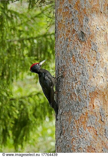 Schwarzspecht (Dryocopus martius)  erwachsenes Männchen  am Stamm der Waldkiefer (Pinus sylvestris) festhaltend  Finnland  Mai  Europa