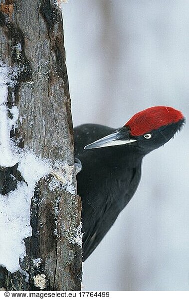 Schwarzspecht  Schwarzspechte (Dryocopus martius)  Spechtvögel  Tiere  Vögel  Spechte  Black Woodpecker Close-up  on tree trunk  snow  Finland