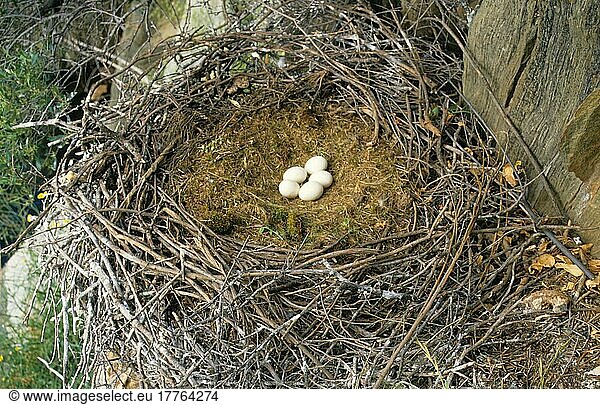 Schwarzstorchschwarzstörche (Ciconia nigra)  Schwarzstörche  Storch  Tiere  Vögel  Black Stork nest and eggs