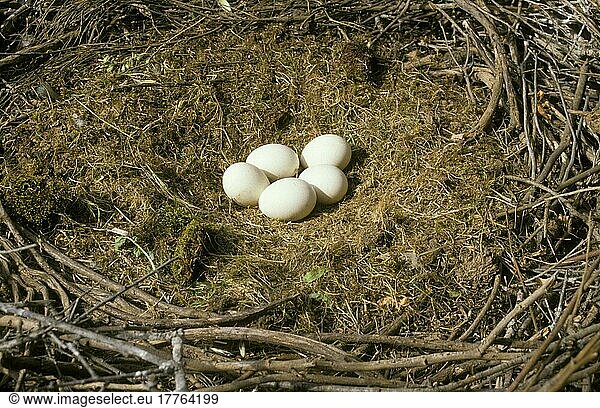 Schwarzstorchschwarzstörche (Ciconia nigra)  Schwarzstörche  Storch  Tiere  Vögel  Black Stork Nest with eggs  Spain