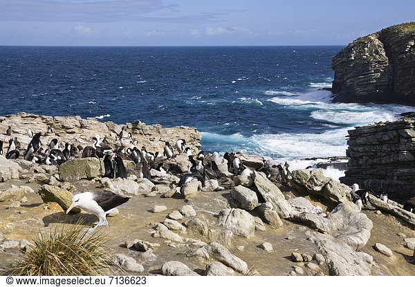 Schwazbrauenalbatros (Diomedea melanophrys) und Felsenpinguine (Eudyptes chrysocome)  New Island  Falkland Inseln  Subantarktis