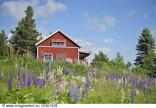 Schweden  Mora  Typisches rotes Holzhaus und wilde Lupinen