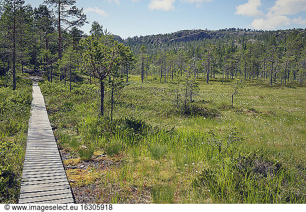 Schweden  Oernskoeldsvik  Skuleskogen National Park  Spaziergang durch Sumpflandschaft