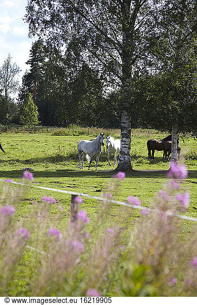 Schweden  Pferde auf Gras stehend
