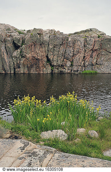 Schweden  Smoegen  Iris wächst an der Schärenküste