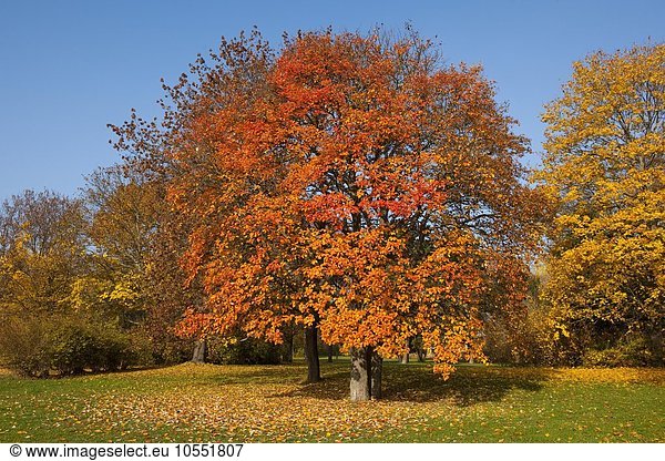 Schwedische Mehlbeere (Sorbus intermedia) mit verfärbten Blättern im Herbst  Park  Erfurt  Thüringen  Deutschland  Europa