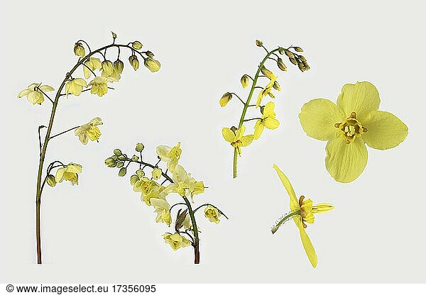 Schwefelfarbige Elfenblume (Epimedium x versicolor Sulphureum)  Blüte  Bildtafel  Deutschland  Europa