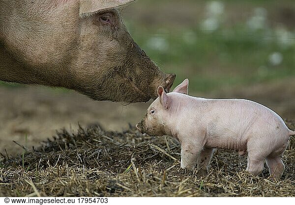 Schwein (Sus domesticus)  ein erwachsenes Tier  das ein kleines Ferkel auf einem landwirtschaftlichen Feld tröstet  Suffolk  England  Großbritannien  Europa