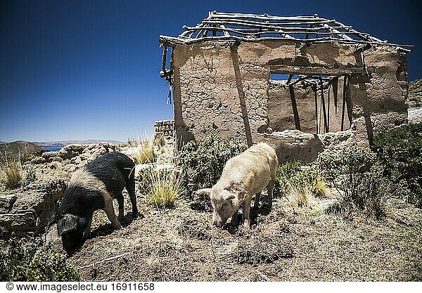 Schweine auf der Isla del Sol (Sonneninsel)  Titicacasee  Bolivien