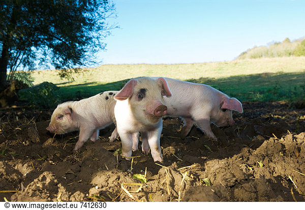Schweine wurzeln im Schmutzfeld