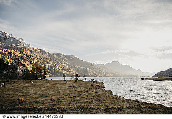 Schweiz  Engadiner See