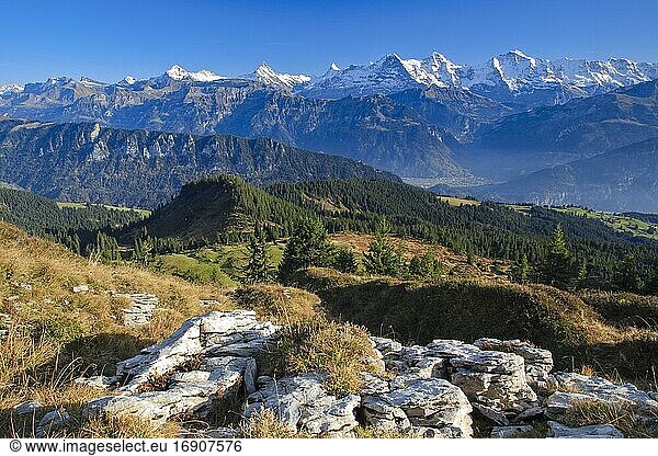 Schweizer Alpen  Aussicht vom Niederhorn  Schreckhorn  4078 m  Finsteraarhorn  4274 m  Eiger  3974 m  Mönch  4099 m  Jungfrau  4158m  Herbst  Berner Oberland  Bern  Schweiz  Europa