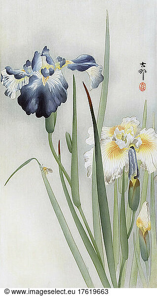Schwertlilien des japanischen Künstlers Ohara Koson  1877 - 1945. Ohara Koson war Teil der Shin-Hanga-Bewegung  der Bewegung der neuen Drucke.