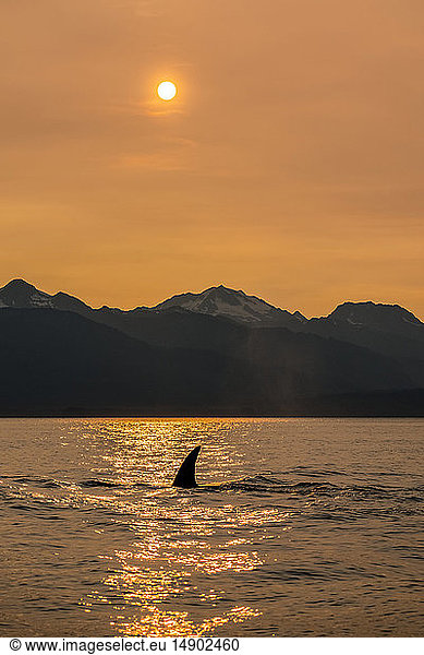 Schwertwal (Orcinus orca)  auch bekannt als Orca  schwimmt in der Inside Passage mit den Chilkat Mountains im Hintergrund; Alaska  Vereinigte Staaten von Amerika