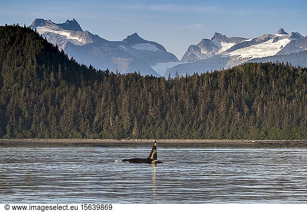 Schwertwal (Orcinus orca)  der neben dem Küstenstreifen auftaucht  Inside Passage  Lynn Canal; Alaska  Vereinigte Staaten von Amerika