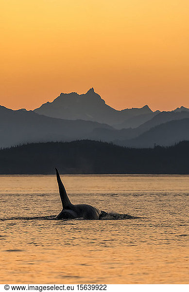 Schwertwal (Orcinus orca) taucht bei Sonnenuntergang neben den Chilkat Mountains auf  Lynn Canal  Inside Passage; Alaska  Vereinigte Staaten von Amerika