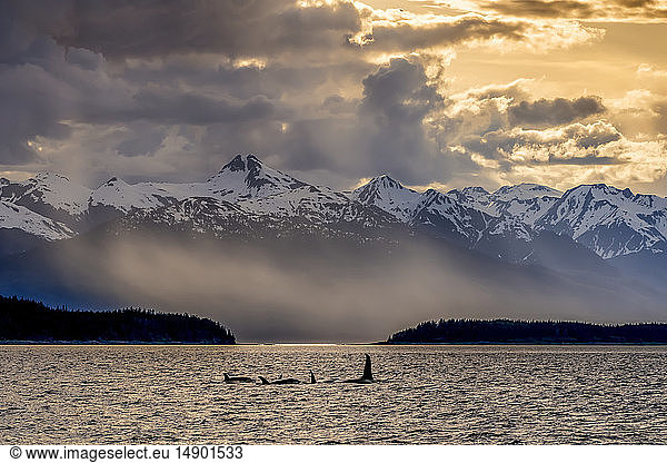 Schwertwale (Orcinus orca)  auch bekannt als Orca  schwimmen in der Inside Passage mit den Chilkat Mountains im Hintergrund; Alaska  Vereinigte Staaten von Amerika