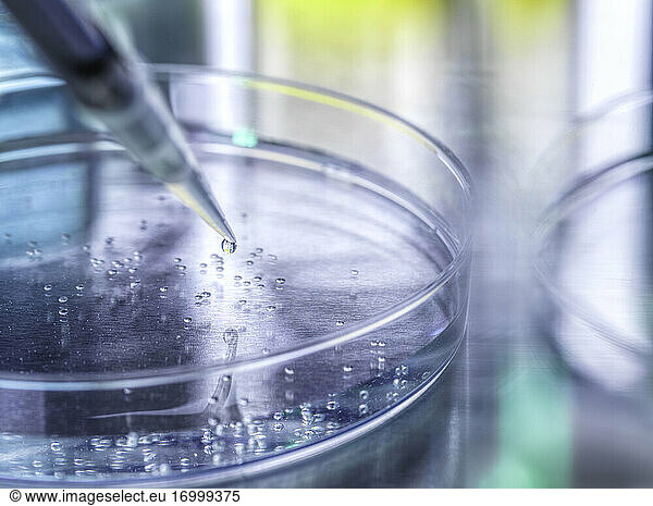Scientific experiment of stem cells in petri dish at laboratory