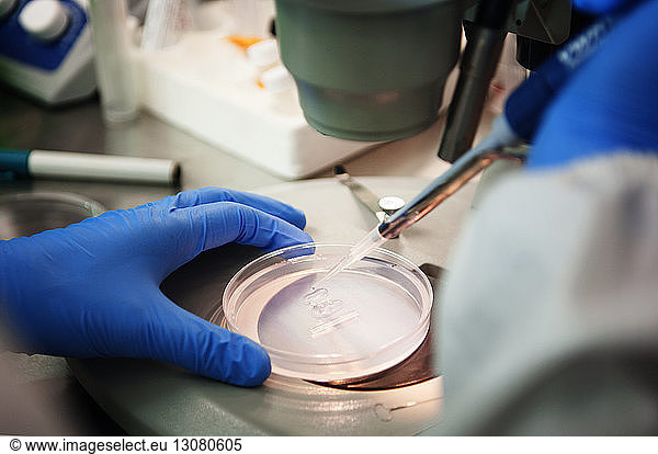 Scientist examining samples in petri dish under microscope at laboratory