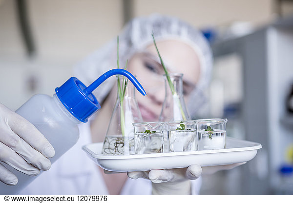 Scientist in lab watering plant seedlings in beakers