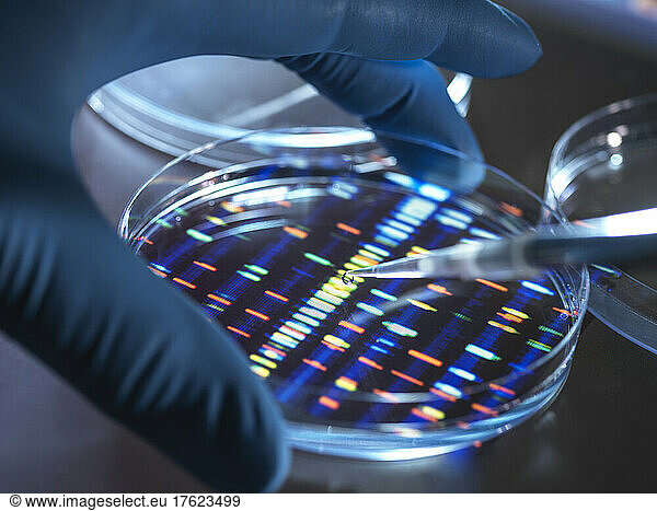Scientist pipetting sample into tray for DNA testing in laboratory