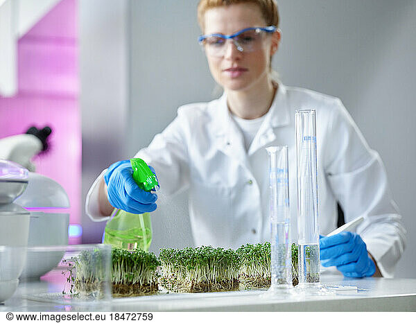 Scientist spraying water on green plants in laboratory