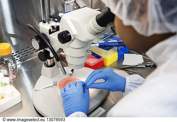 Scientist using microscope while examining samples in petri dish at laboratory