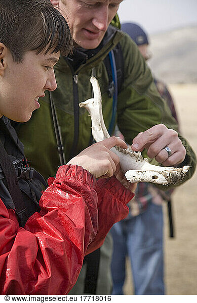 Scientists Looking At Elk Jaw Bone  Yellowstone National Park  Montana