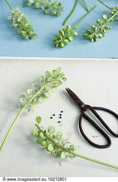 Scissors and cut grape hyacinth branches