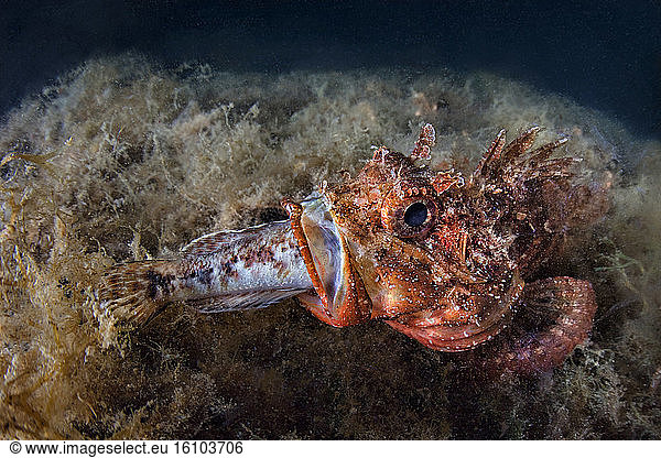 Scorpionfish (Scorpaena sp.) swallowing fish prey  Tyrrhenian Sea