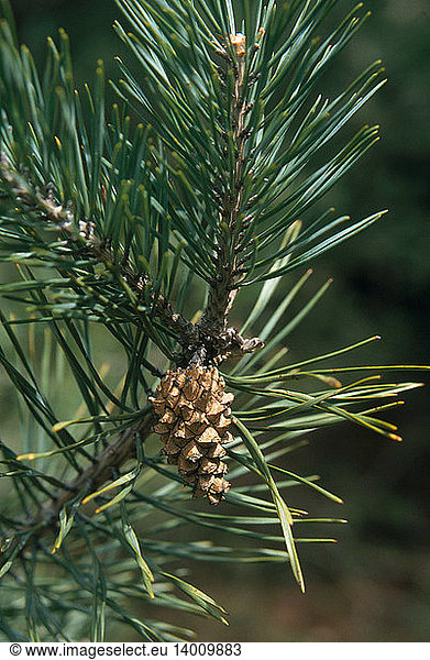 Scotch Pine Bough and Cone
