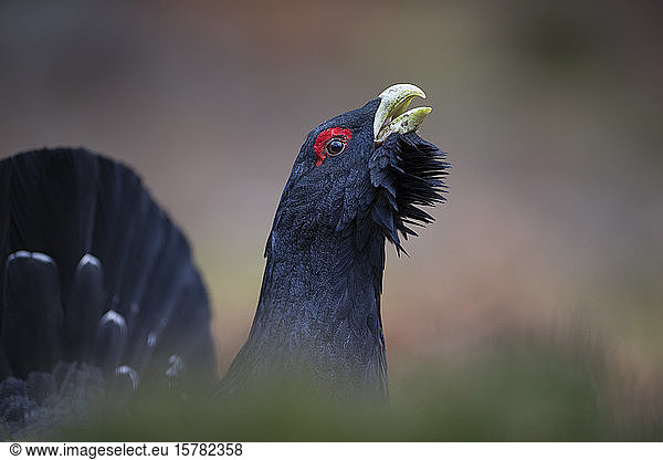 Scotland  Caledonian Forest  mating Western capercaillie