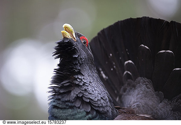 Scotland  Caledonian Forest  mating Western capercaillie