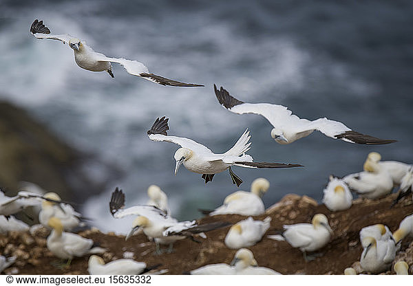 Scotland  flying Northern gannets