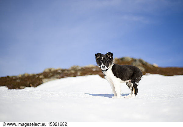 Scotland  Genshee  Border Collie puppy in snow