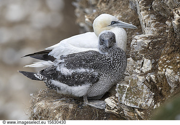 Scotland Northern gannet with chick