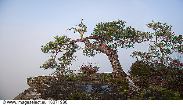 Scots pine (Pinus sylvestris) on a ruiniform sandstone rock from Modenberg,  Vosges du Nord Regional Nature Park,  France