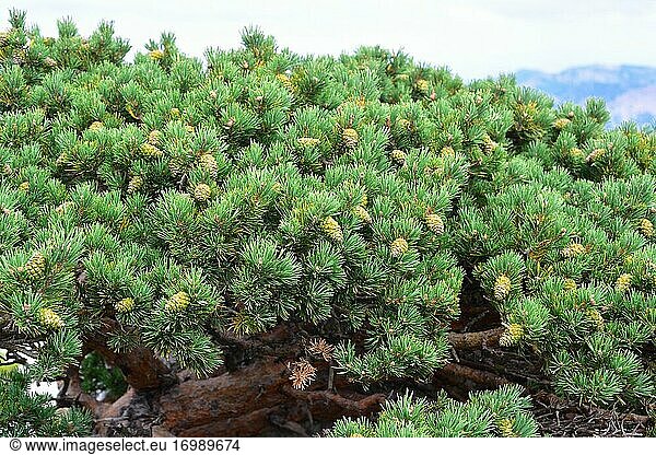 Scots pine or red pine (Pinus sylvestris) is an evergreen coniferous tree native to Eurasia. Cones and leaves. This photo was taken in Mount Caro  Tarragona province  Catalonia  Spain.