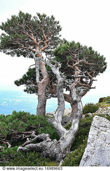 Scots pine or red pine (Pinus sylvestris) is an evergreen coniferous tree native to Eurasia. Wind adapted specimens. This photo was taken in Mount Caro  Tarragona province  Catalonia  Spain.