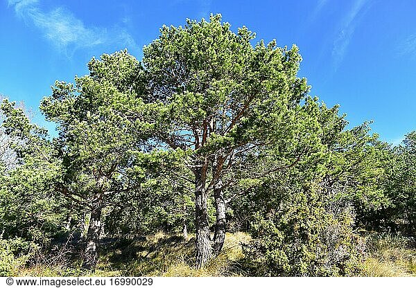 Scots pine or red pine (Pinus sylvestris) is an evergreen coniferous tree native to Eurasia. Wind adapted specimens. This photo was taken in Prades mountains  Tarragona province  Catalonia  Spain.
