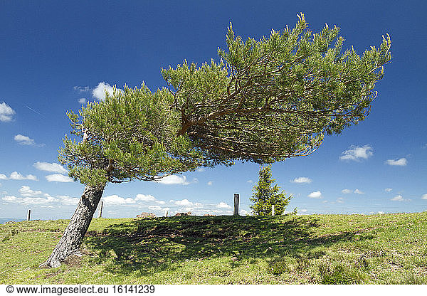 Scots pine (Pinus sylvestris) deformed by the wind  Puy Pariou  Puy-de-Dôme  France