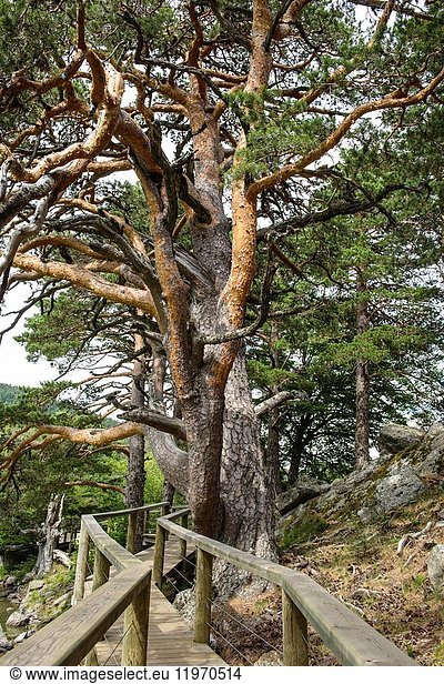 Scots pine (Pinus sylvestris). Parque natural de Sierra de Urbión y Laguna Negra. Soria province  Castile-Leon  Spain